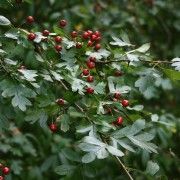 Crataegus monogyna