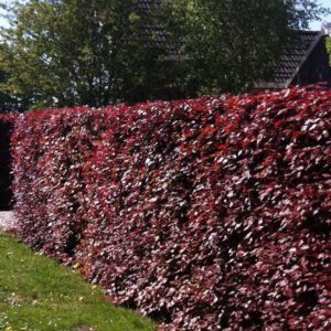 Fagus sylvatica 'Atropunicea' - Rode beuk, 100-125 cm kale wortel