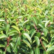 Prunus lusitanica ‘Angustifolia’